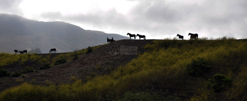 加利福尼亚隆波克回归自由野马保护区山脊上的几匹野马图片