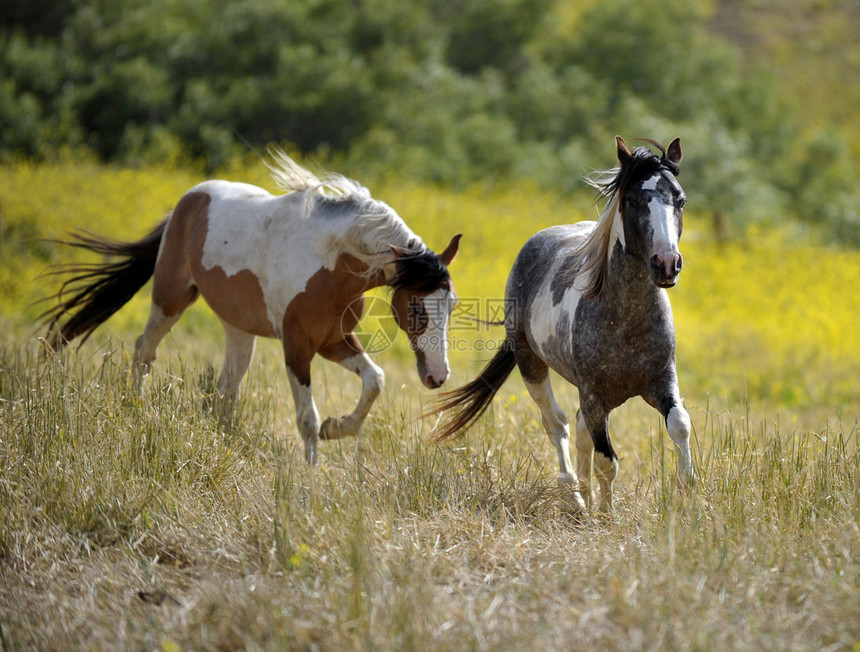 两匹马在丘陵田园环境中玩耍和奔跑图片
