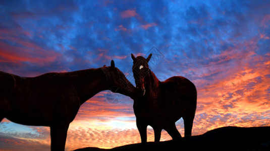 马在日落时现出轮廓图片
