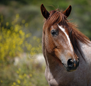 加利福尼亚州隆波克回归自由野马保护区的野马特写图片