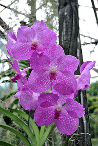乌克兰植物园Violet图片
