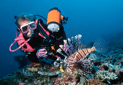 女潜水员对斐济珊瑚礁浅滩上的有毒狮子鱼的美景感到惊奇图片