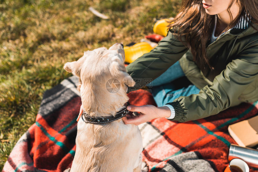 女坐在毛毯上并调整公园寻金器上的狗项图片