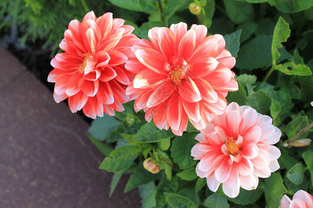 三颗明亮的红菊花图片