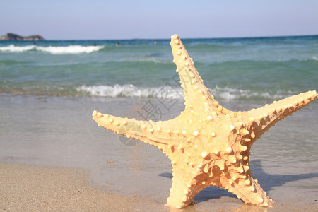 夏天海滩上的海星图片