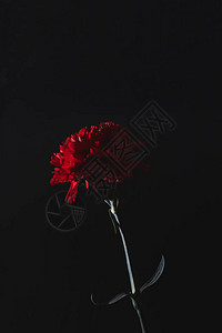 美丽的红色戴安娜图斯花在黑色上图片