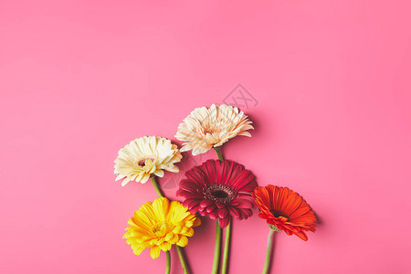 粉红色母亲日概念的花朵美丽的Ger图片