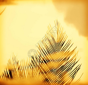 在朦胧的日落光的棕榈树叶图片