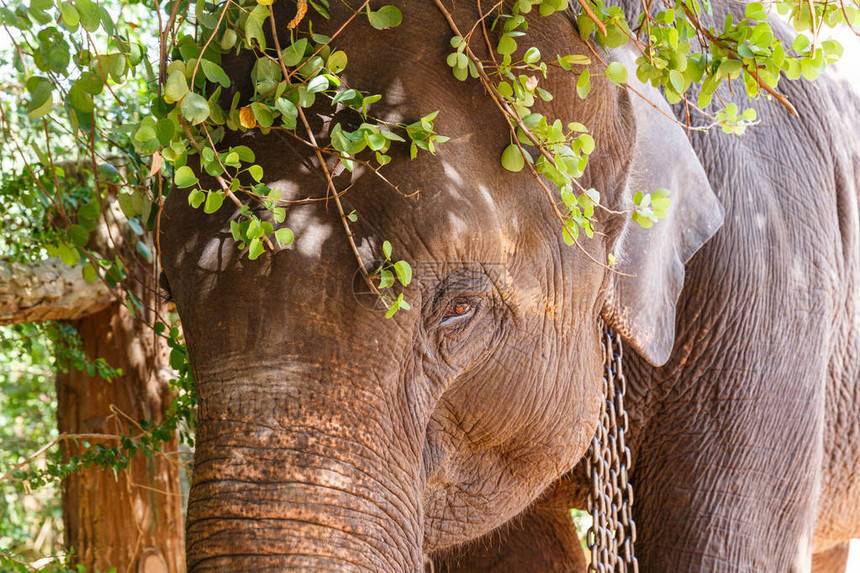 树枝下面的野大象亚洲斯里兰图片