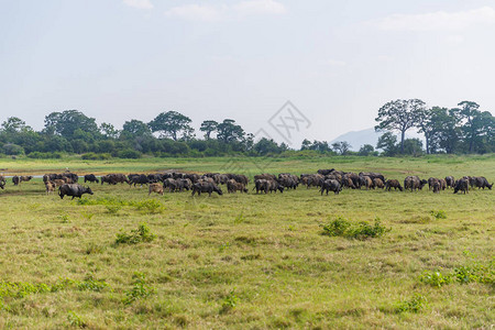 听闻野牛在田野自然栖息地SrilankaMinerriya上听到图片