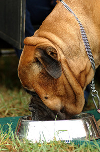一只大公牛狗头部档案肖像从他图片