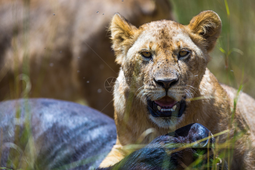 在非洲肯尼亚狮子吃角马图片