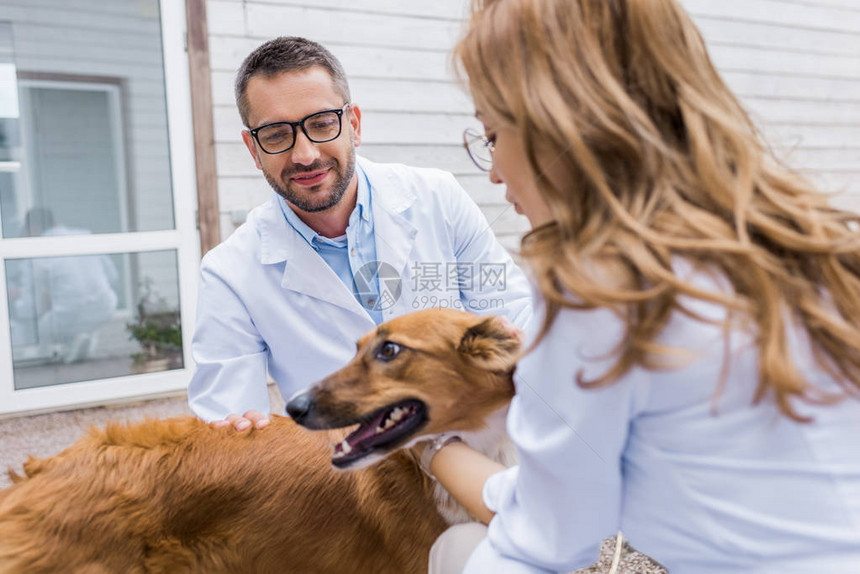 两名兽医在兽医诊所抚摸狗图片