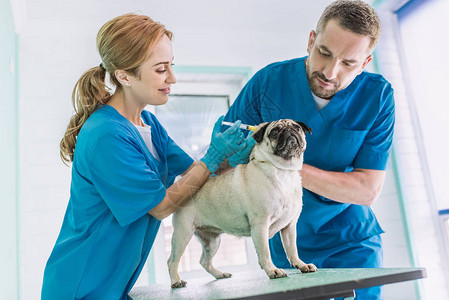 两名兽医在兽医诊所向小狗注射图片