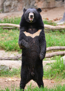 北极黑熊或月球熊ursusthibe图片