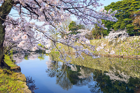 希高日本樱桃树在希科图片