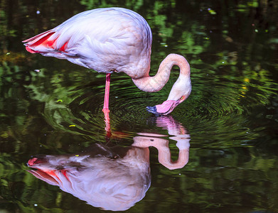 PlettenbergBay附近鸟类保护区的池塘中的粉Fla图片