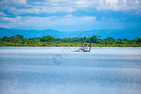 斯里兰卡美丽的湖泊图片