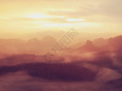 充满多彩雾和高树峰的峡谷都紧撑着太阳金色阴影下的图片