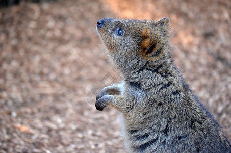 Quokka塞通尼克斯图片