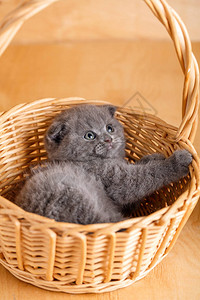 灰色的苏格兰折叠猫在篮子里一只玩耍的背景图片
