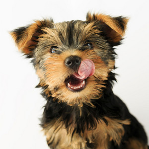 约克夏犬一只可爱小狗的肖像图片
