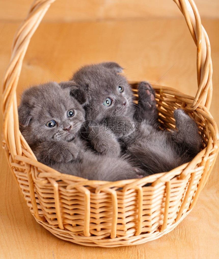 纯种猫宠物灰色的苏格兰折耳猫坐在柳条篮子里一只顽皮的小猫背景图片带有图片