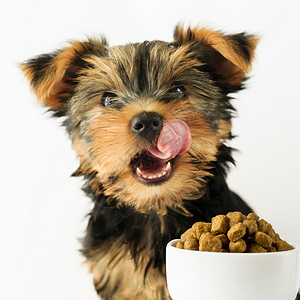 约克夏小狗吃美味的狗粮高清图片