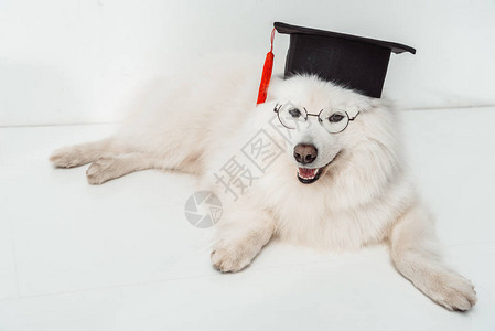 穿着毕业帽子的可爱小狗和躺在图片