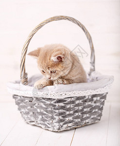 猫宠物和动物的概念一只甜美的苏格兰奶油色小猫坐在柳条筐里一只猫的肖图片