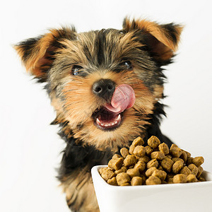 约克夏小狗吃美味的狗粮图片