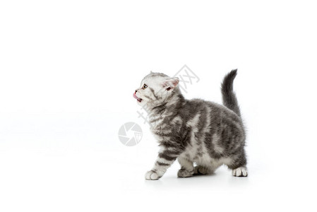 小可爱小猫舌头伸出来望背景图片