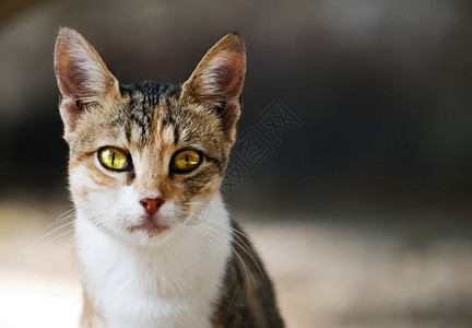 马耳他街头的一只可爱的小流浪猫图片