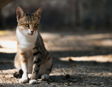 马耳他街头的一只可爱的小流浪猫图片