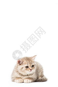 美丽的灰色小猫被图片