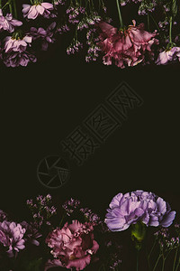 美丽优雅的粉红色和紫色花朵与黑色隔离图片