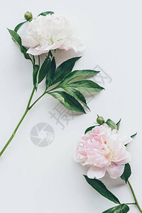浅粉色牡丹花的顶视图白色的叶子图片