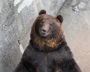 动物园里可爱的棕熊图片