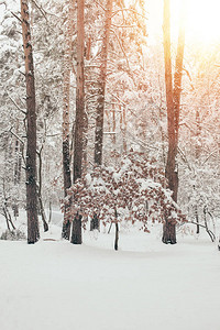 阳光下美丽的白雪皑的冬季森林风景图片