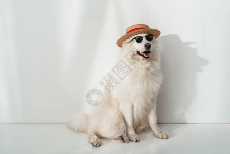 穿着草帽和墨镜的可爱毛皮小狗图片