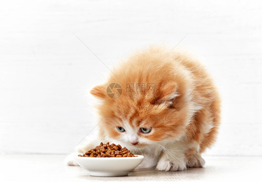 猫食和小猫有图片