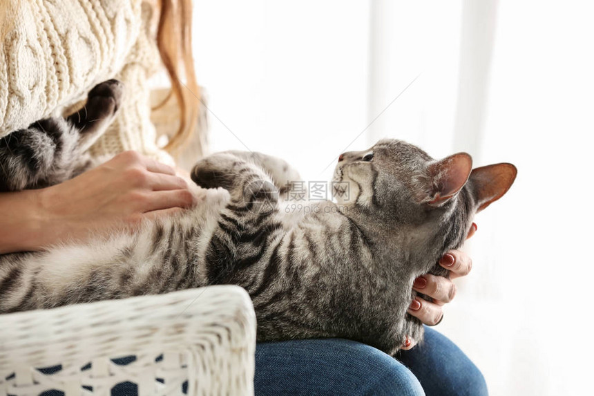 有主人在家的可爱猫咪图片