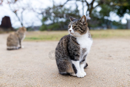 日本户外可爱的猫图片