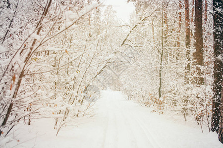 美丽的白雪皑的冬季森林的色调图片图片