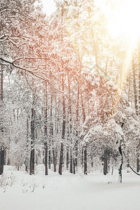 阳光下美丽的白雪皑的冬季森林风景图片