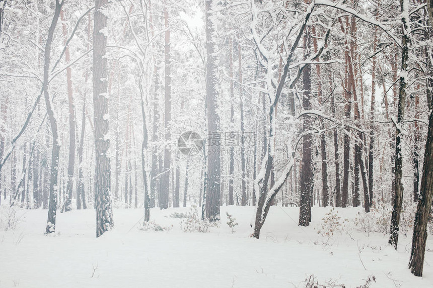 美丽的白雪皑的冬季森林风景图片