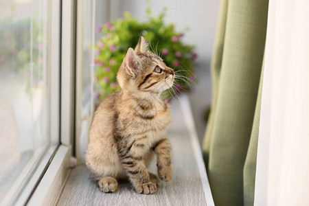 窗台上可爱的小猫图片