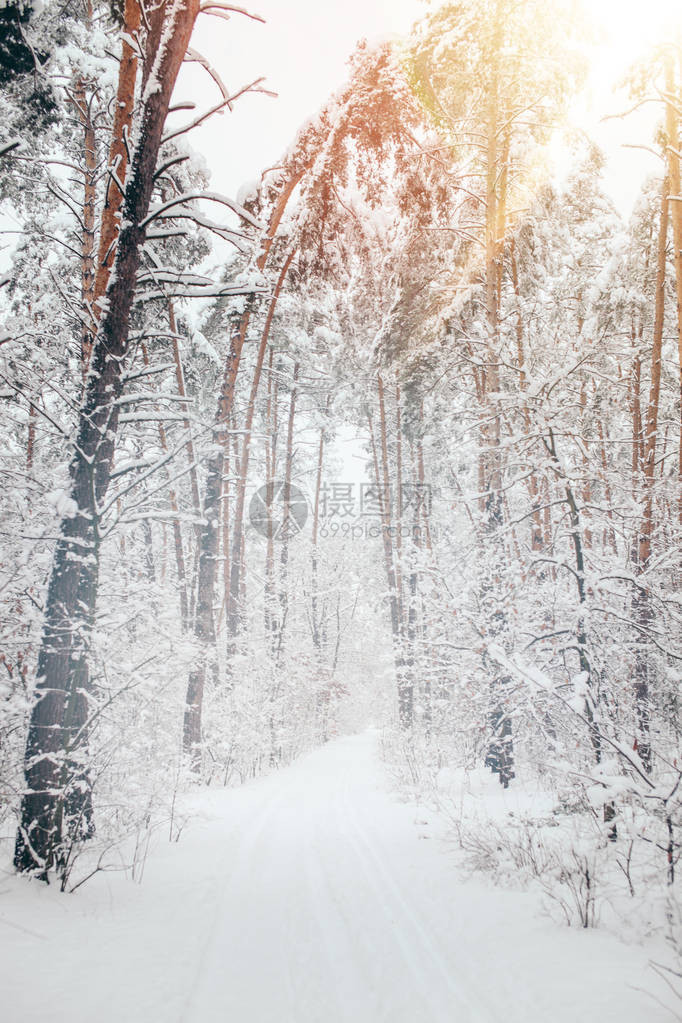 美丽的白雪皑的冬季森林风景与松树和阳光图片