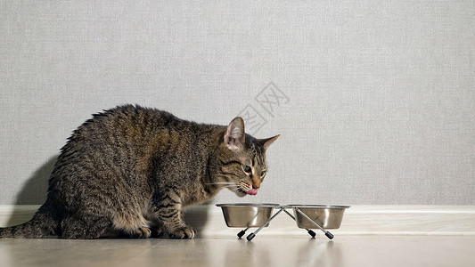 猫从碗里吃食物特写图片