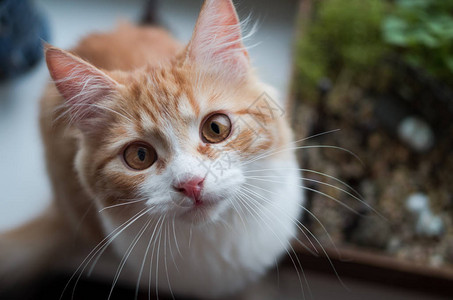 惊讶的姜猫抬头看着相机背景图片